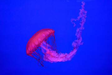 Beautiful colorful Jellyfish underwater. Jellyfish moving in the aquarium on blue background. © tieataopoon
