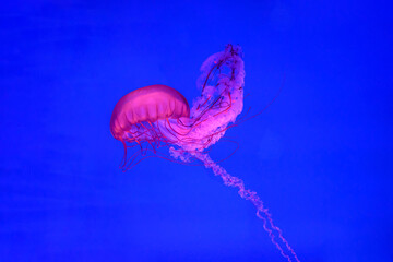 Beautiful colorful Jellyfish underwater. Jellyfish moving in the aquarium on blue background. © tieataopoon