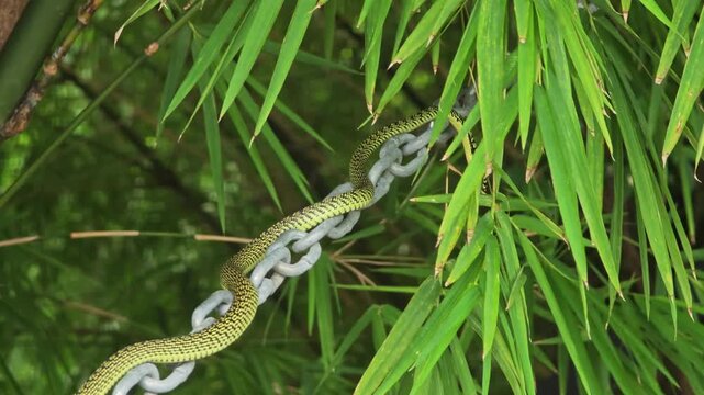 Chrysopelea ornata or Ornate flying snake in nature.