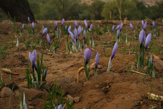 Purple saffron crocus flowers growing from earthy soil in a rural field in Morocco