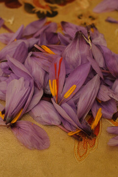 Close-up of purple saffron crocus petals with yellow stamens and red stigmas