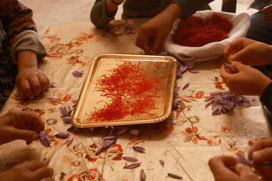 High angle view of people hands harvesting red saffron threads on a tray