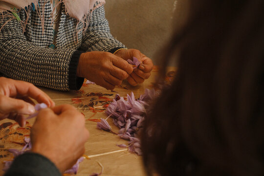  Close-up of people hands processing harvested saffron crocus flowers at a table