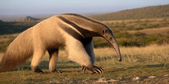Giant anteater walking across a dry grassland clearing in savanna light