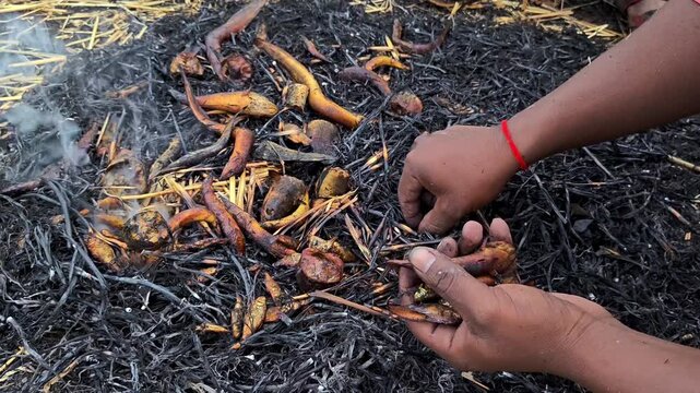 Villager hands collecting roasted small fish