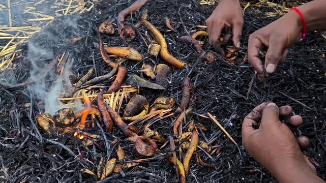 Villager hands collecting roasted small fish