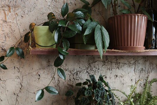 Potted houseplants on wooden shelf against cracked plaster wall, rustic decor with biophilic design and urban jungle greenery.