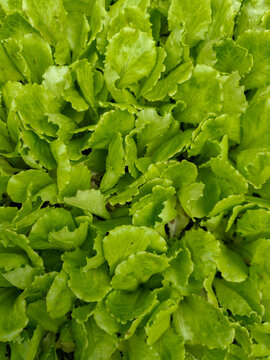 Fresh green lettuce leaves, close-up pattern