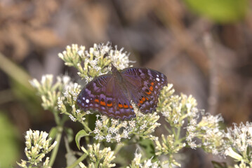 Gaudy Commodore butterfly (Precis octavia) feeding on white flowers. Taken in Blyde River Canyon, South Africa. © Jenny Grewal