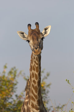 Southern Giraffe (Giraffa giraffa) with Yellow-billed Oxpeckers (Buphagus africanus) on its neck. Taken in Kruger National Park, South Africa.