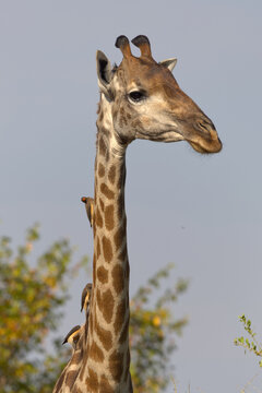 Southern Giraffe (Giraffa giraffa) with Yellow-billed Oxpeckers (Buphagus africanus) on its neck. Taken in Kruger National Park, South Africa.