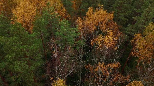 Autumn forest canopy with golden birch and green pine trees in dense woodland