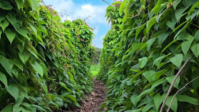Green leaves of greater yam (dioscorea alata) climbing plant