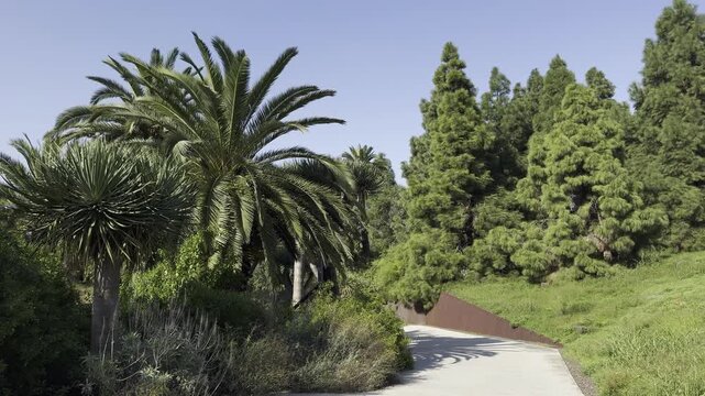 Sunny paved pathway through a lush botanical garden with palm trees