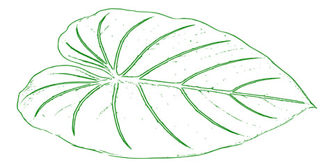 Philodendron gloriosum, vector illustration of an abstract background © Devi