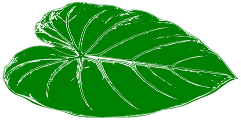 Philodendron gloriosum, green leaf on white background © Devi