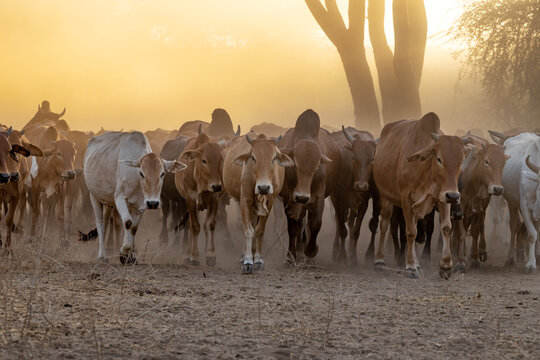 Maasai cattle herd at daybreak. Early morning in the South Rift Valley, Kenya. The Maasai believe cattle are a sacred gift and herd size is a measure of wealth and status.