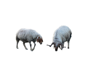A curly-haired ram and a ewe standing side by side, isolated against a transparent background. © TAMER YILMAZ