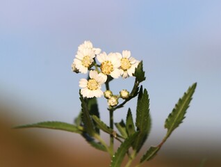 Achillea ptarmica (sneezewort yarrow) wild flowering plant © Rita Puteikytė
