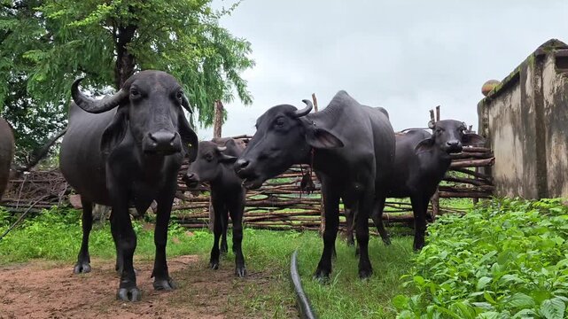 Indian black water buffaloes herd standing and walking in rural farm village