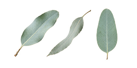 Three Eucalyptus Leaves Isolated on transparent Background © MUST DESIGN