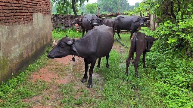 Indian black water buffaloes herd standing and walking in rural farm village