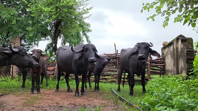 Indian black water buffaloes herd standing and walking in rural farm village