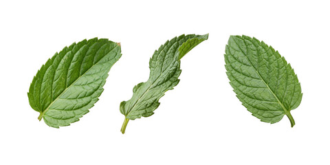 Fresh green mint leaves isolated on a transparent background © MUST DESIGN