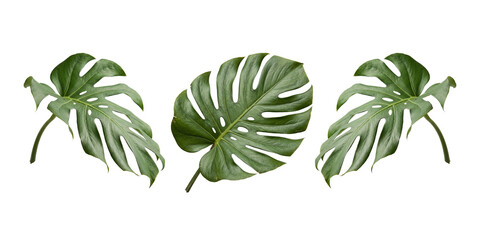 Three green monstera plant leaves isolated on a transparent background © MUST DESIGN