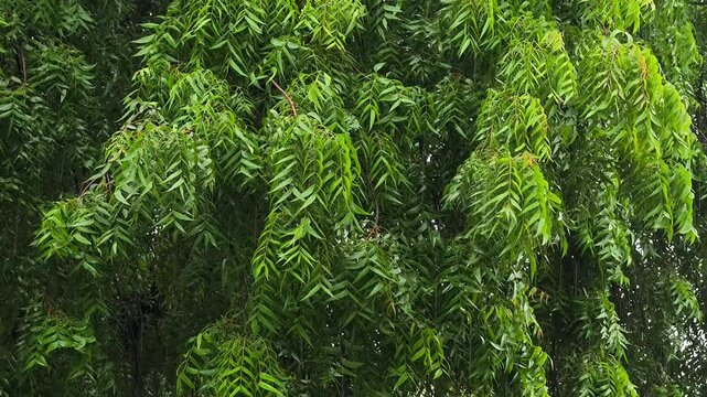 Lush green neem tree foliage during monsoon rain