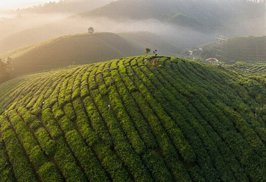Misty green tea plantation hills at sunrise with golden morning light, aerial view
