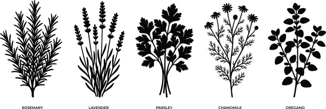 Set of black herbal silhouettes including rosemary, lavender, parsley, chamomile, and oregano vector illustration isolated