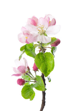 Spring apple blossom isolated on white background. Branch of flowering apple tree with pink and white flowers and green leaves. Clipping path.