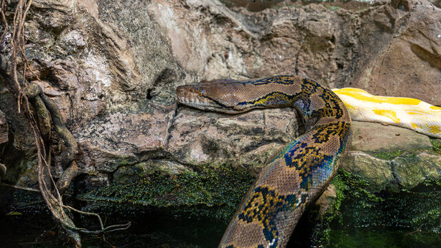 Large patterned python rests on wet rocks beside a yellow-white python, highlighting snake scales, reptile coloration and captive wildlife for zoology, biology and education content