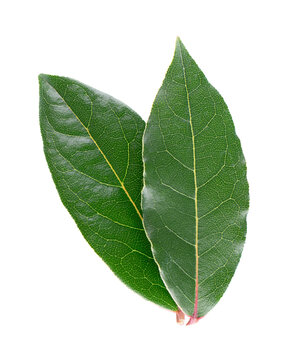 Fresh laurel leaves isolated on white background. Bay leaf herb. Clipping path. Top view.