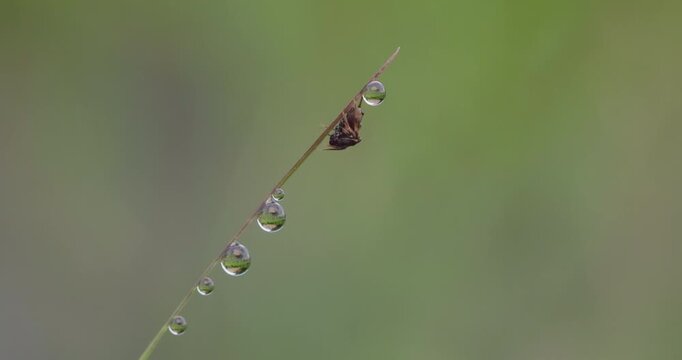 Jumping spider perches beside reflective dewdrops on frost-chilled winter grass; macro glistening dew spheres mirroring scenery