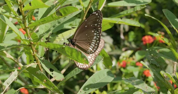Pair of Common Crow butterflies extract toxic alkaloids from Crotalaria on damp monsoon dawn.