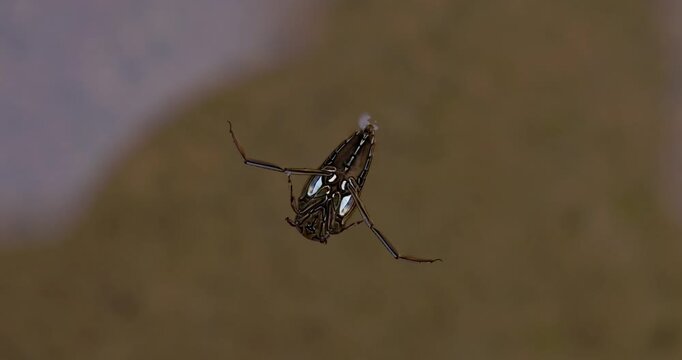 Rare: Water boatman paddles surface film with oar-like legs, carrying glowing ventral air bubbles. Aquatic Insect slow motion