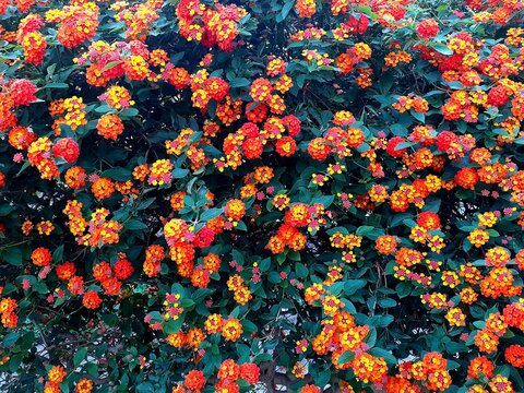Un cespuglio di Lantana Camara con tanti fiori rossi e gialli.