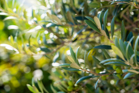 Close up olea europaea olive tree branches with vibrant green leaves - sunny botanical garden background. Fresh olea europaea foliage in soft sunlight. Organic agriculture concept 