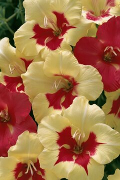 Yellow and Red Gladiolus Flowers