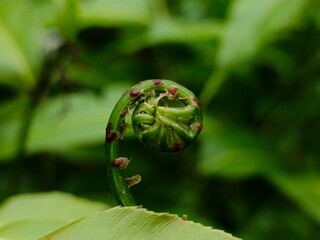 Close-up macro of young green fern fiddlehead uncurling amidst dense jungle forest foliage © Hambali