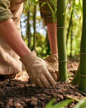 Bamboo planting in rich soil with gloved hands and linen clothing creates calm ecological gardening scene in sunlit grove with natural texture and care