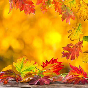 Autumn Leaves on Blurred Background with Copy Space for Text