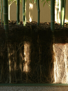 Bamboo root network beneath dark soil in glass terrarium, illuminated by warm morning sunlight beside beige plaster wall, showing vertical underground growth and natural texture