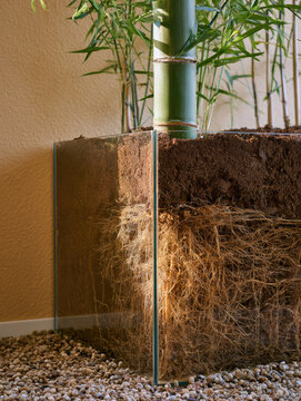 Bamboo root network in glass terrarium showing soil layers and underground growth under warm sunlight