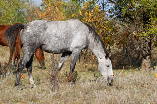 beautiful horse grazing in a natural setting