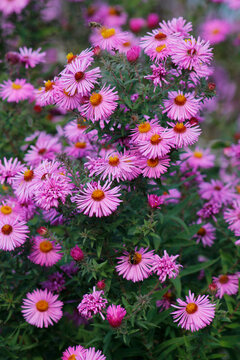 blooming pink chrysanthemums in the garden