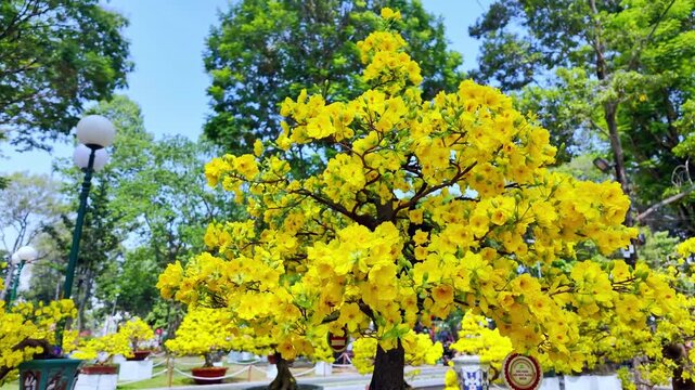 Bright yellow apricot blossoms (Ochna integerrima) bloom beautifully in ornamental pots at Tao Dan Park in Ho Chi Minh City, Vietnam, during the Vietnamese Lunar New Year