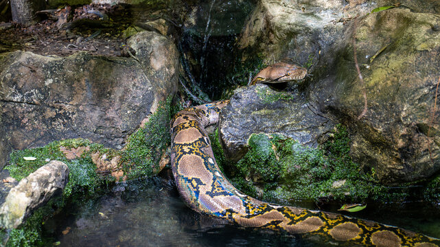Large patterned python crawling between moss-covered rocks beside shallow water, its head raised above a stone. Detailed reptile wildlife image showing natural camouflage and textured scales